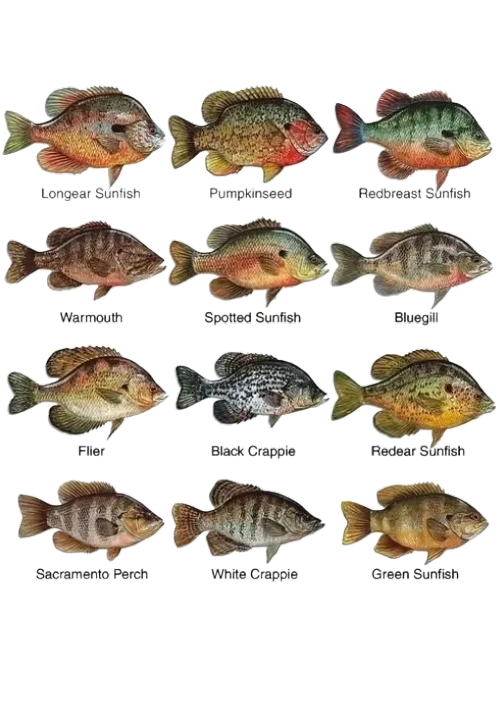 Panhead Fish Panfish