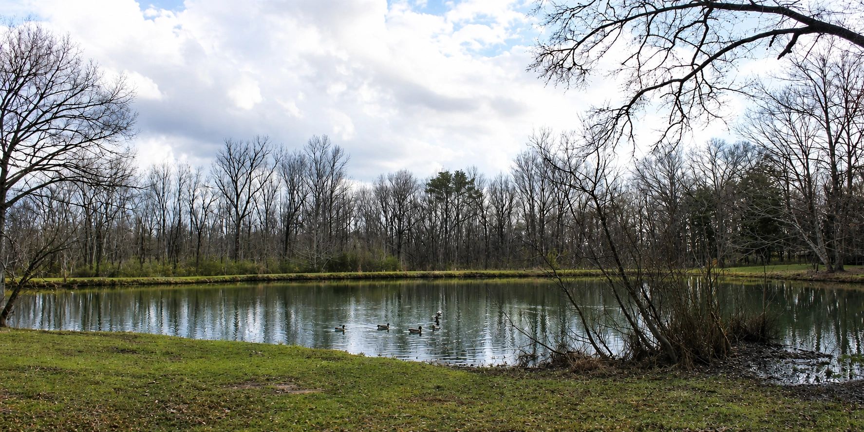 A serene pond with ducks and leafless trees under a cloudy sky.