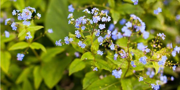 Blue flowers
