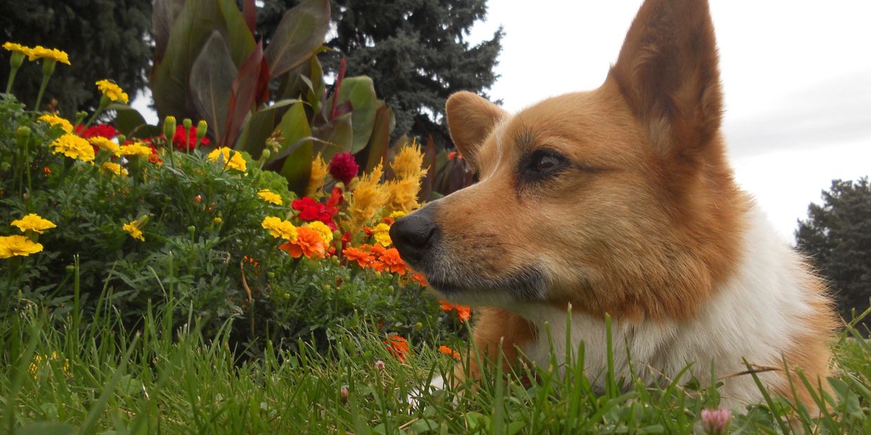 Pembroke Welsh Corgi, degenerative myelopathy, canine ALS