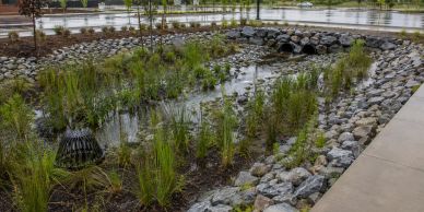 Rain garden with rocks and vegetation near a parking lot.