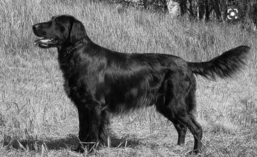 Queen is just what it says she is the Queen of the farm. She is a rare Black long hair Labrador Retr
