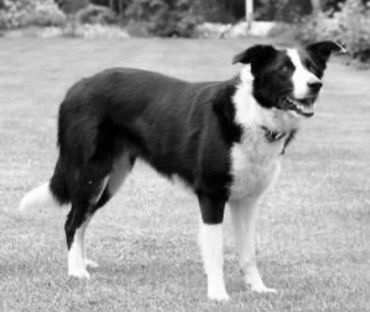 Belle is a Border Collie. Her Pups are known as Borderpoos or Borderdoodles. Like the Collie they ar