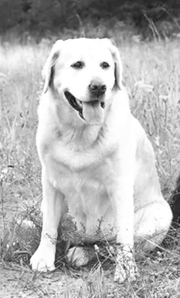 Princess is a large creamy white Labrador Retriever. Her Pups are known as Labradoodles. This amazin