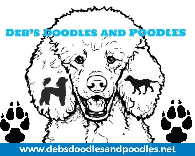 Oodles of poodles and cheap doodles