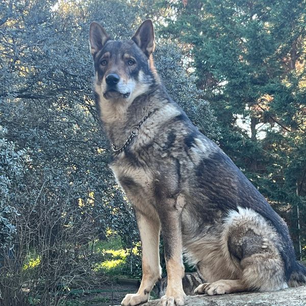 Nature carved in loyalty.