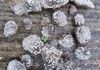 image11