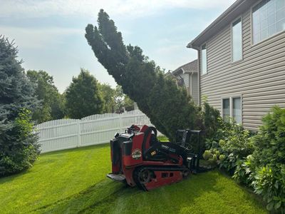 Mini excavator uprooting a large bush near a house in a backyard.