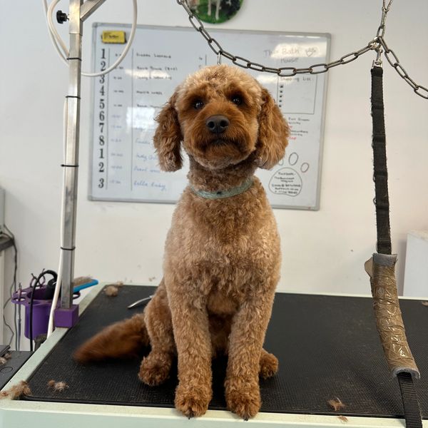 Archie after his groom