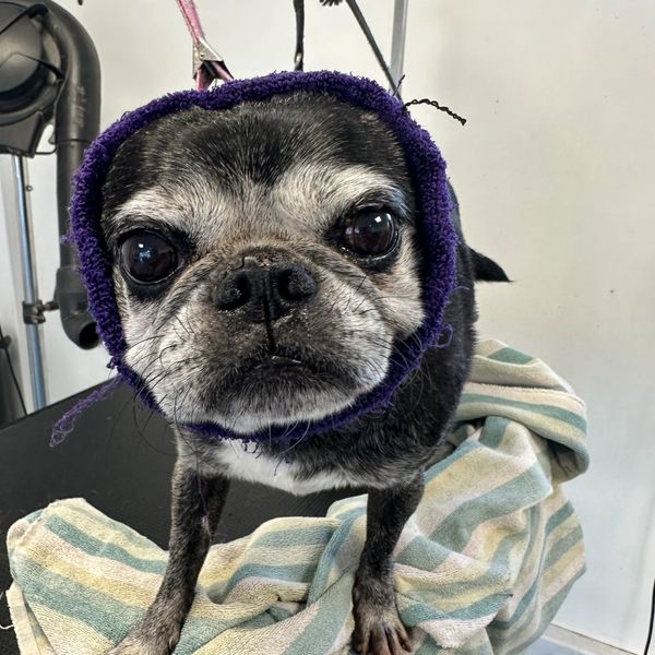 A pug with a happy hoodie on