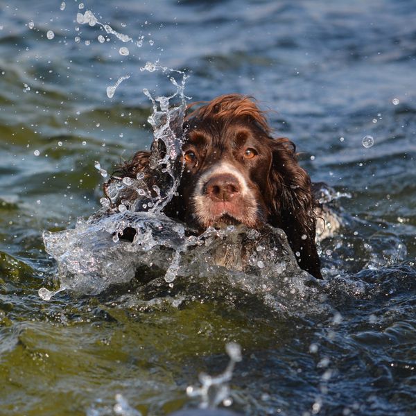 My dog Ozzy swimming in the lake