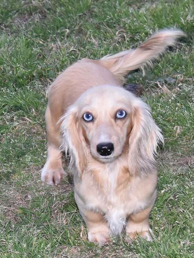 Blue eyed shaded cream dapple00 