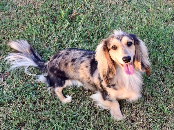 Long-haired dachshund with a merle coat sitting on grass, tongue out.