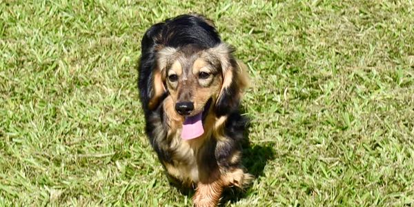 A happy dog walking on green grass with tongue out.