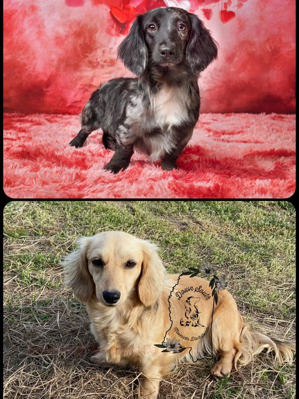 Two dachshund dogs, one black and one cream, in different settings.
