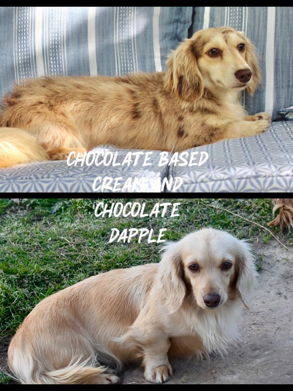 Two adorable dapple dachshunds, one chocolate-based cream and one chocolate dapple.