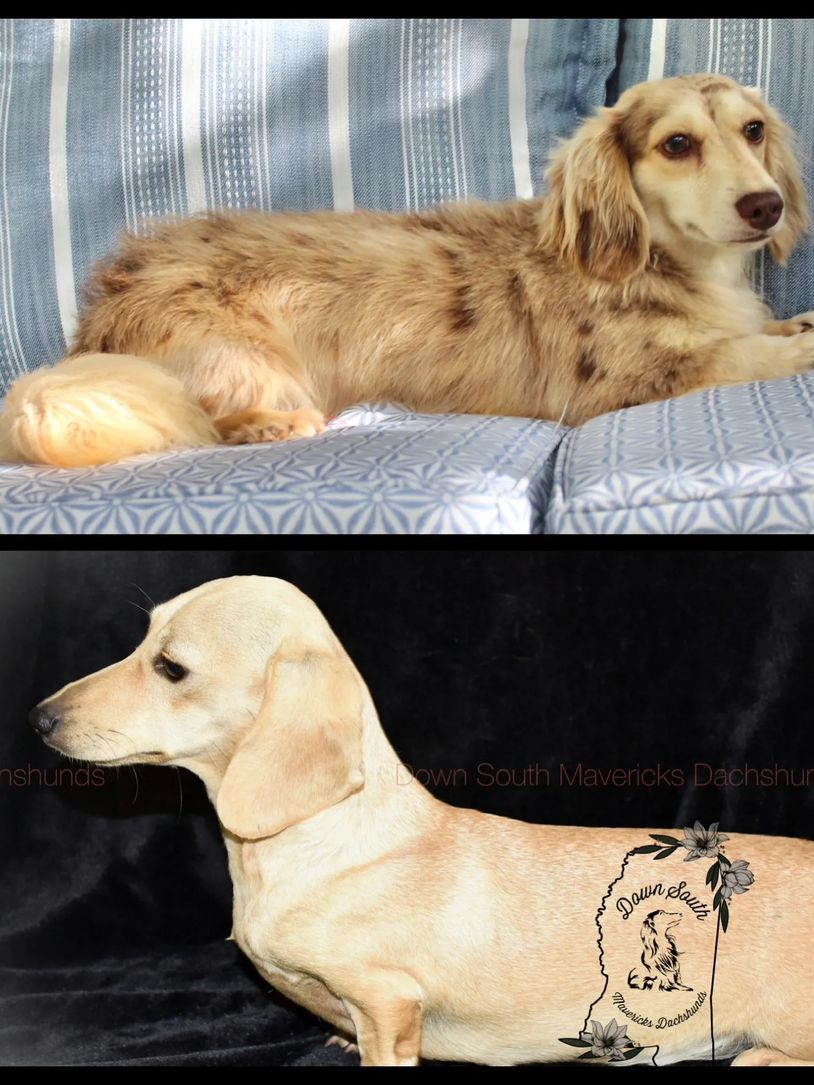 Ivy-Knox
expecting short and long dapples/cream