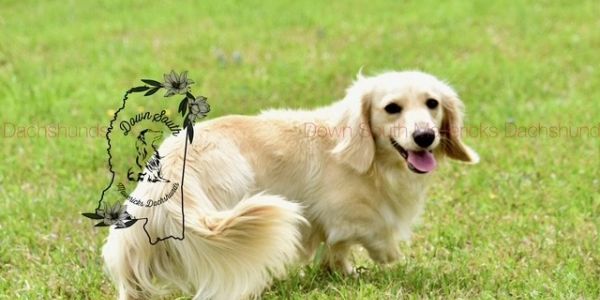 Happy cream-colored dachshund playing outdoors on green grass.