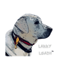 labby Leash