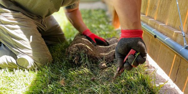 Person installing sod grass in a yard while wearing gloves.