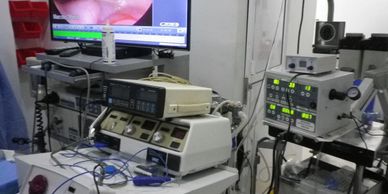 Lo ultimo en Cirugia veterinaria de minima invasion