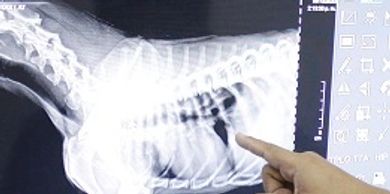 Radiologia digital directa,  imagenes de alta resolucion    ayudan  en el diagnostico veterinario