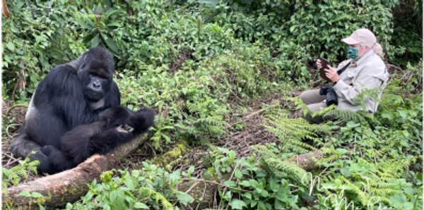 Traveler with silverback male mountain gorilla grooming a baby