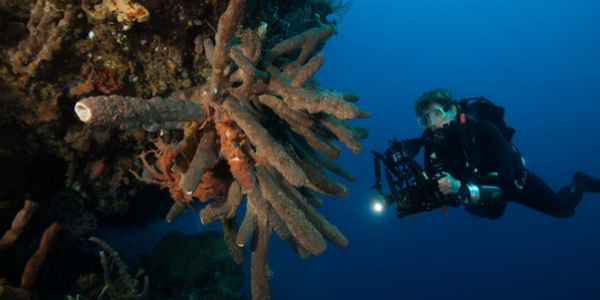 Diver holding a camera in front of a cluster of sponges.