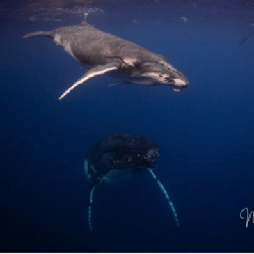Humpback whale and calf at rest