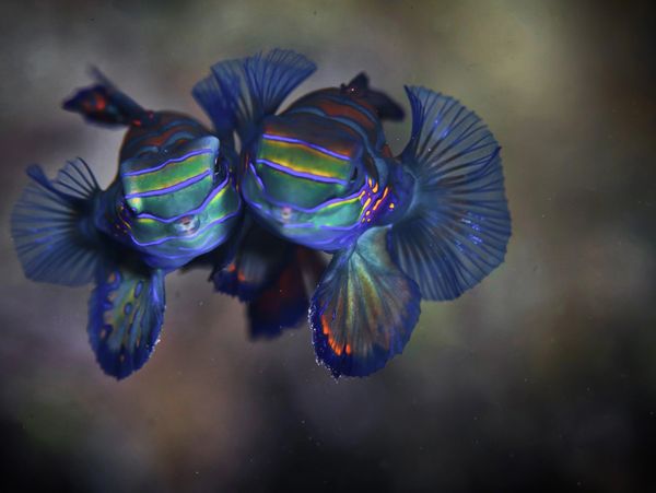Mating mandarinfish