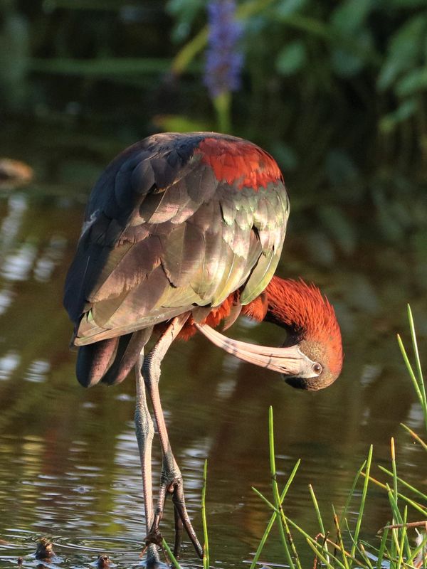 Gloassy ibis preening his feathers while standing in water. View from the rear.