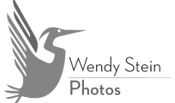 Wendy Stein Photos