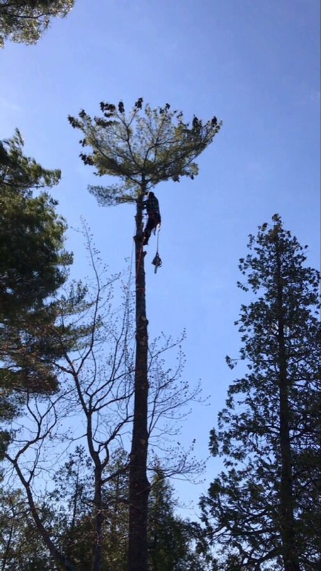 Aldridge tree services climbing tree