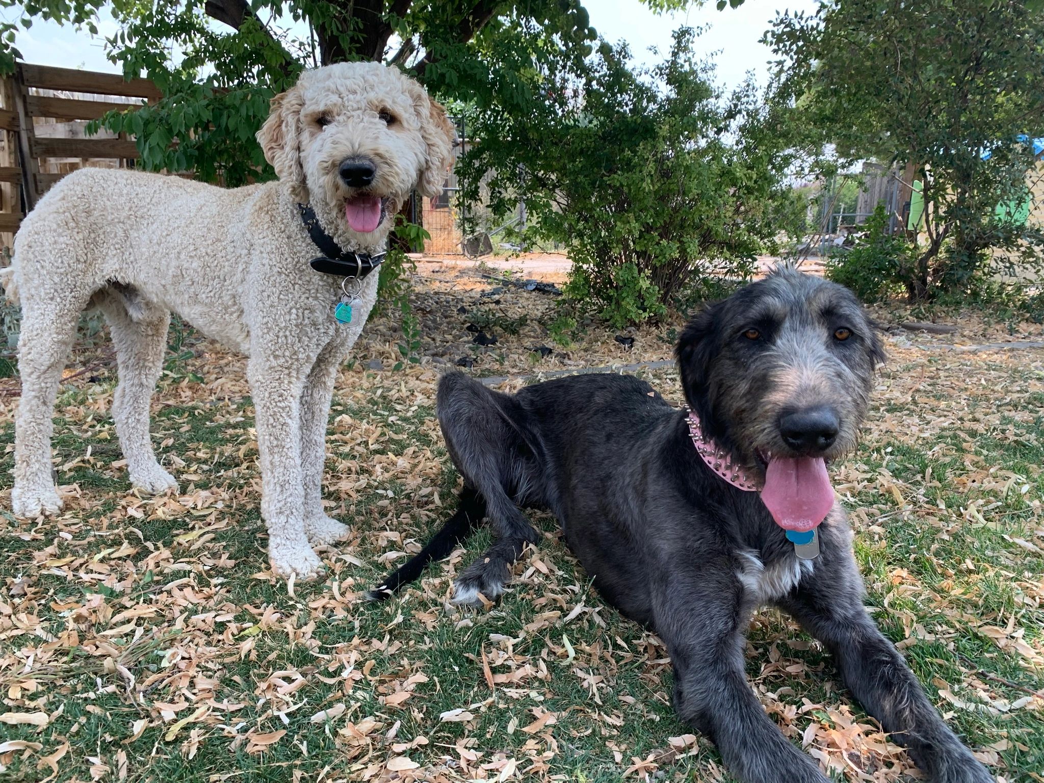 Irish Wolfhound Poodle Mix