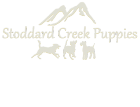 Stoddard Puppies