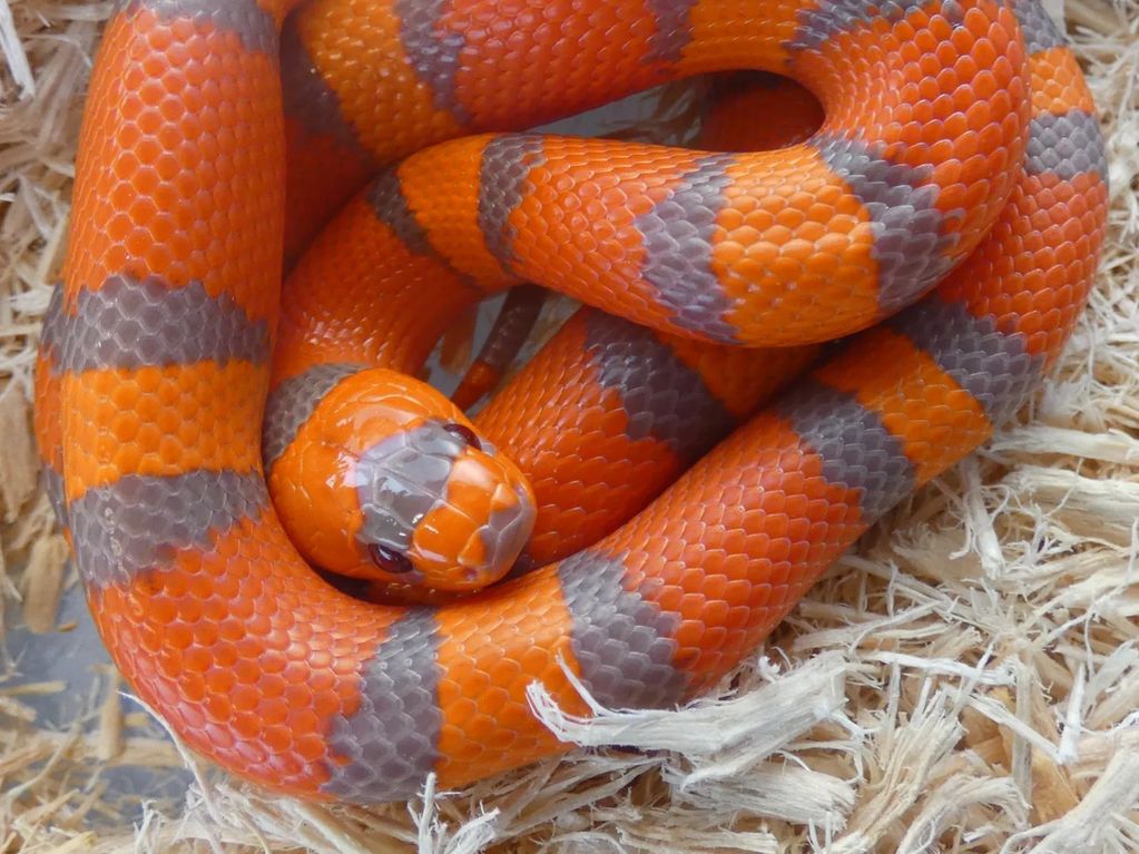 Extreme Hypo Honduran milk snake