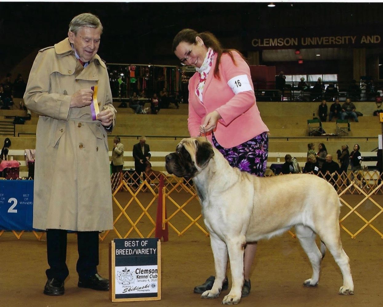 English mastiff hot sale show dogs