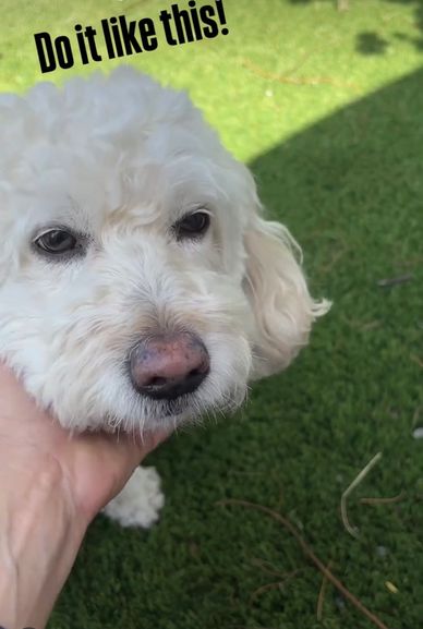 Most dogs only tolerate being pet on top of the head and it can come across as aggressive and threat