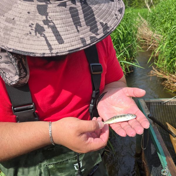 Person holding a small fish near a stream, wearing a hat and fishing gear.
