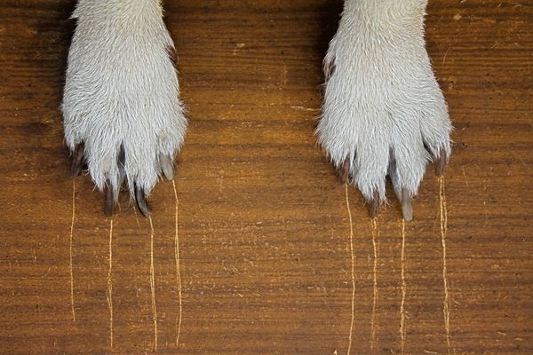 Spa Paws