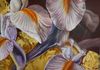 Gilded Flowers 18" x18" Oil on canvas $800.00