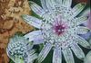"Amazing Astrantia" Oil on Canvas 18"x18"  $575.00
