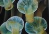 Sea Anemone 18" x 18" Oil on canvas $550.00