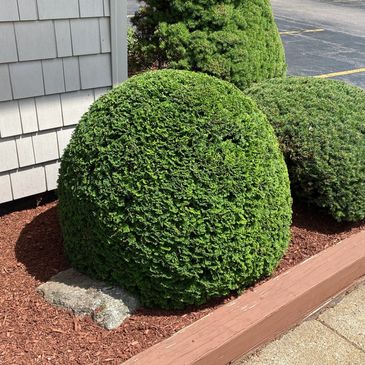 Pruning and hedging