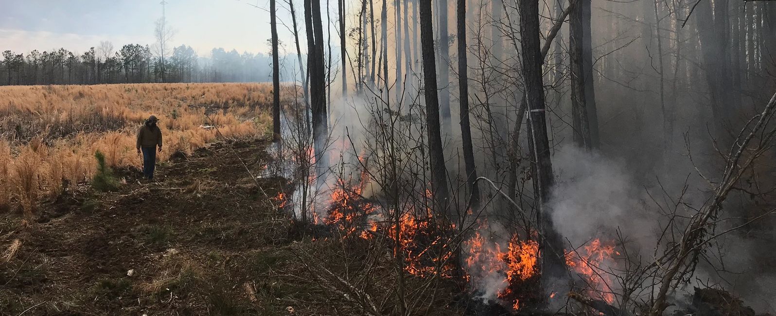  Why  Burn  Wildflow Habitat Management