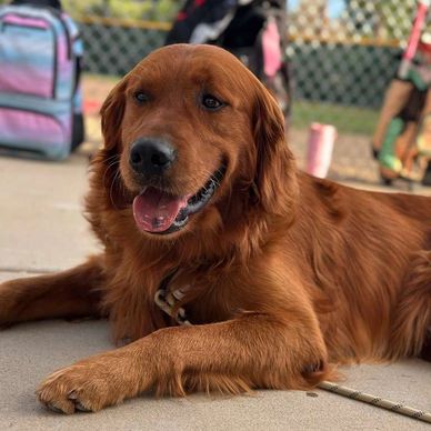 Golden retriever dog lying on concrete, looking happy.