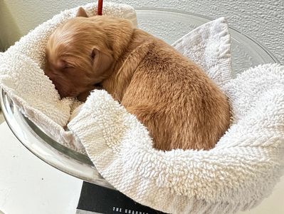 Checking weights daily for newborn Golden Retrievers