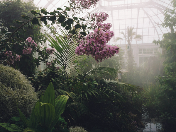 Lush greenery and pink orchid blossoms inside a misty greenhouse.
