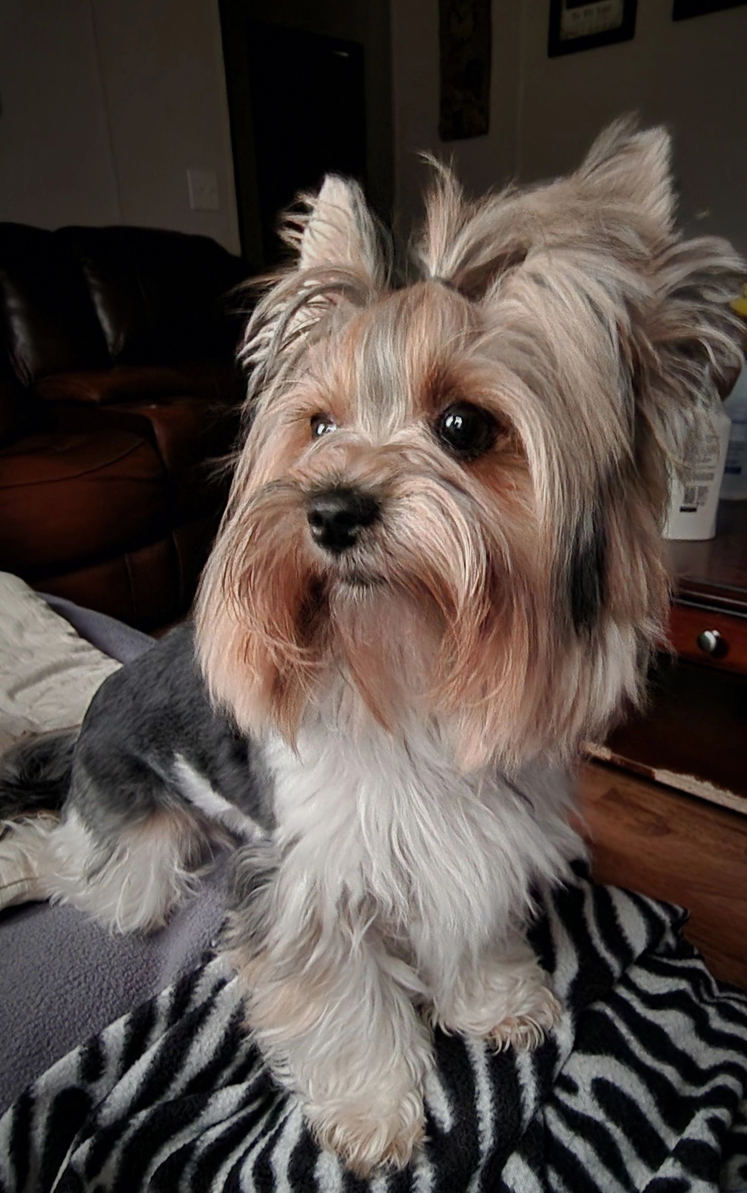 Fluffy dog with expressive eyes sitting on a zebra-patterned blanket.