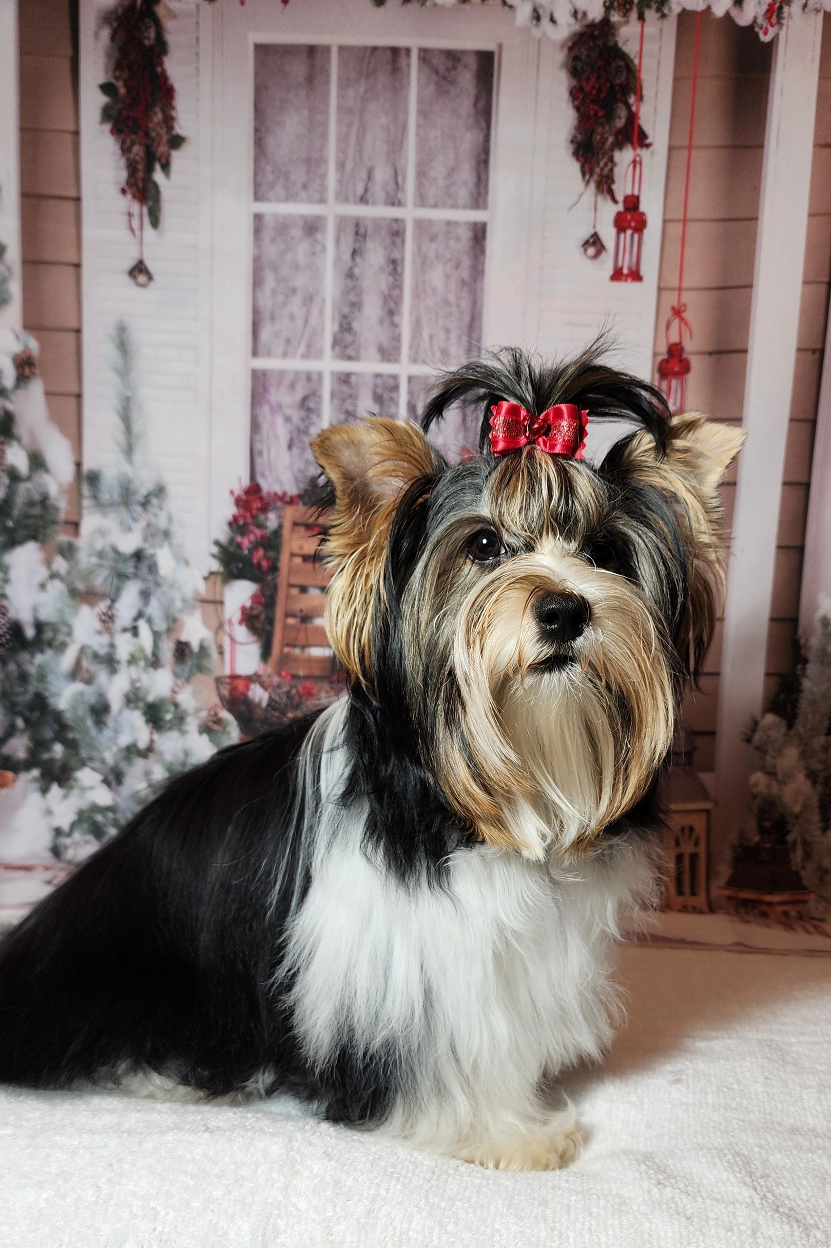 Small dog with a red bow in a festive winter setting.